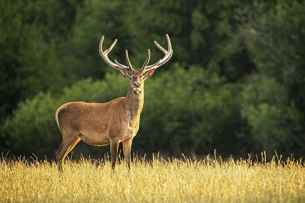 Photo d'un cerf au milieu d'une clairière